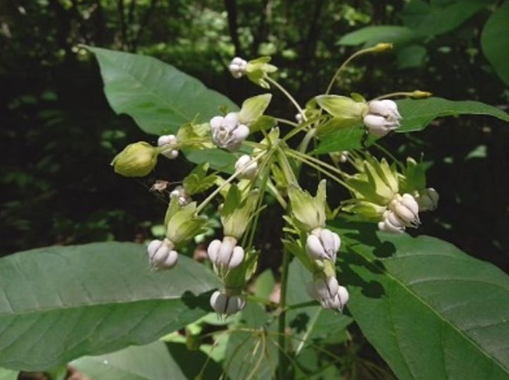 Poke milkweed